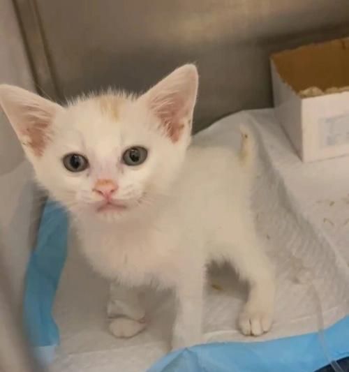 宠物猫感染球虫的原因与预防措施（了解球虫）