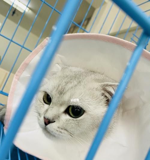 宠物猫感染球虫的原因与预防措施（了解球虫）