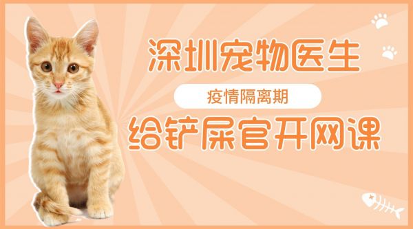 超暖!深圳宠物医生疫情期给铲屎官开网课