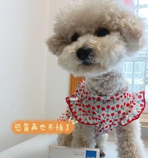宠物喜乐蒂练习指南（提高宠物幸福感的有效方法）