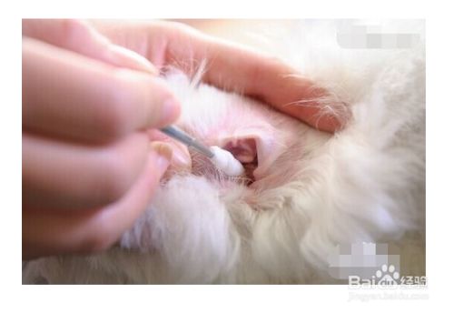 狗狗洗澡耳朵进水了怎么办？