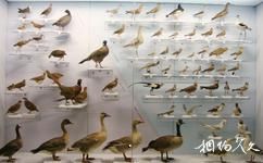 北京国家动物博物馆旅游攻略之鸟类展厅