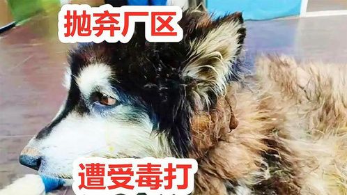 阿拉斯加犬被抛弃厂区遭工人欺负，送到宠物医院令人泪目
