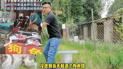 阿拉斯加犬送人被屠杀，中亚犬送人骨瘦如柴展开救援