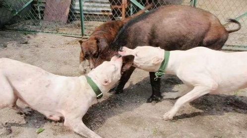 阿根廷獒犬面对200斤大猪彻底眼红，杜高对战野兽谁能获胜