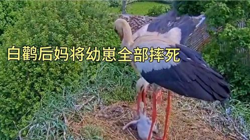白鹳后妈将幼崽全部摔死白鹳爸爸却站在那里一直看真是太残忍了