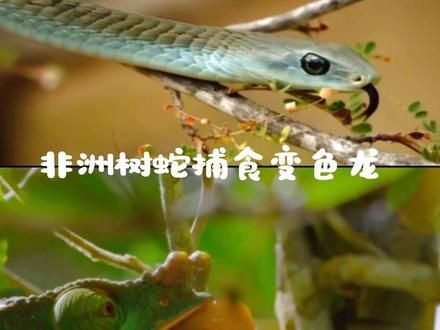 #上热门 #神奇动物在抖音 #科普 #蛇 #毒蛇