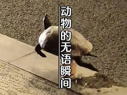 动物的无语瞬间，讨厌没有边界感的人类 #动物无语时刻 #专治不开心 #不干人事的老六