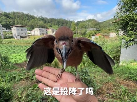 不是挺有骨气的吗？怎么回来了 #爱鸟护鸟 #神奇动物 #人与自然 #乡村户外 #搞笑视频