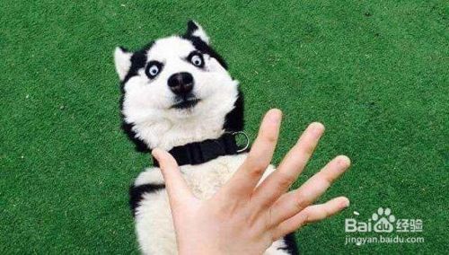 如何训练狗狗随行技巧要领