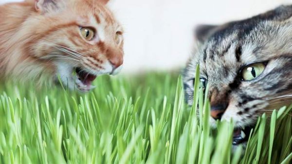 猫草当饭吃!猫咪吃草大比拼,你吃一口我就来两口