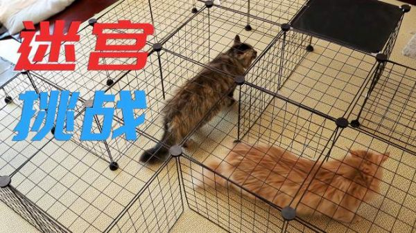 在迷宫面前,以猫咪的智商能走出去吗?