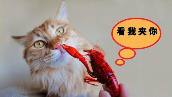 给猫咪找了两只龙虾做朋友,没想成了猫咪的盘中餐!