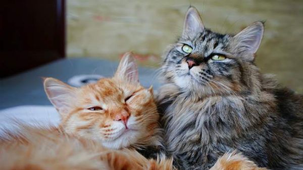 绝育的公猫被母猫不断的宠幸,真的要成姐妹了?