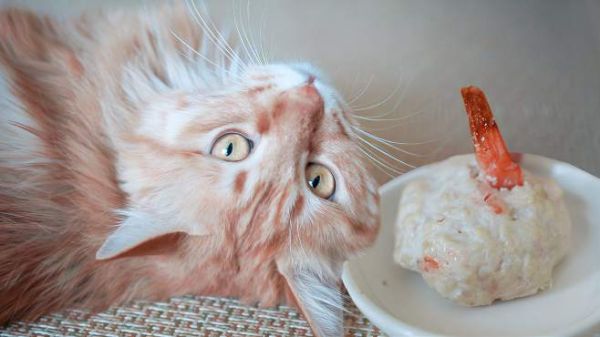 这样做出来的美食!挑食的猫咪也垂涎三尺