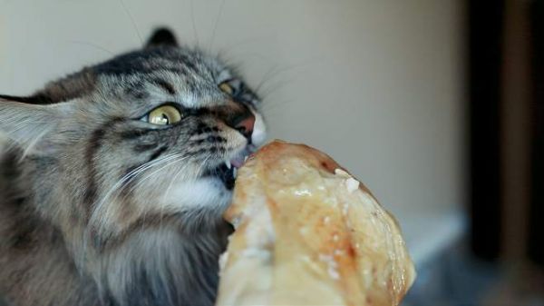 比脸还大的烤鸡腿!猫咪一口下去满嘴流油
