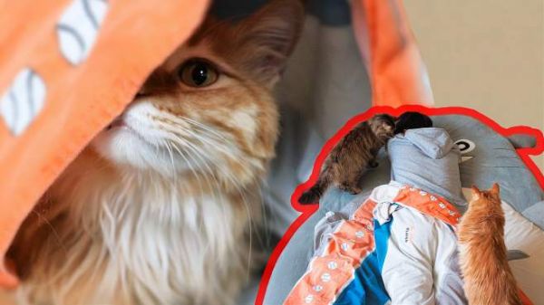 在猫屋里跟猫一起睡中午觉会发生什么?猫:找打!