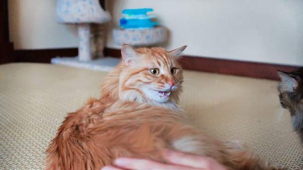 猫咪的屁股拍不得?铲屎官狂拍猫咪屁股十分钟,猫:手不想要了?