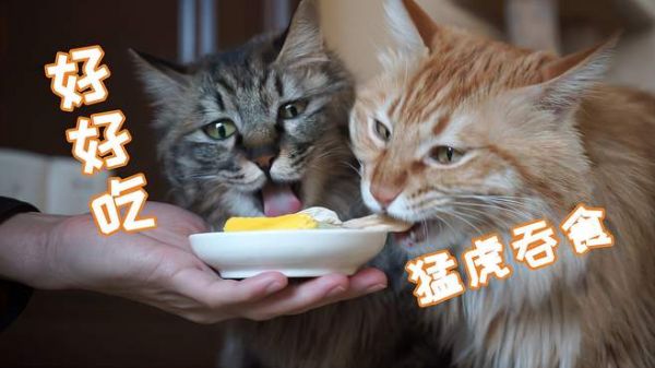 鱼香肉丝面!让猫咪狂吸的猫界美食!
