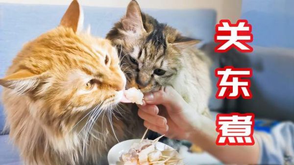 铲屎官斥巨资给猫做关东煮,猫咪含泪吃了三大碗!