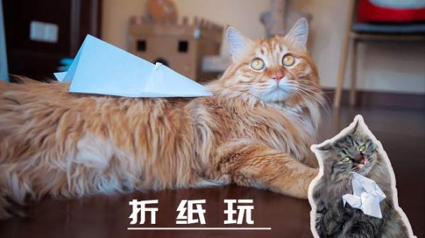 回忆童年,给猫咪折纸玩,没想到猫咪却毫不领情!