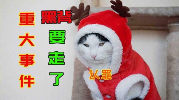 重大事件!因奶牛猫女主人离职,猫咪居然也被带走了!