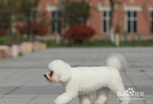 怎么样让狗狗更加的健康？