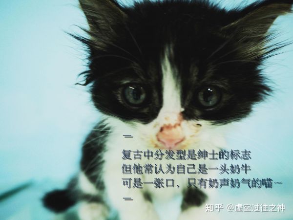 可爱猫咪文案ai