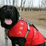 导盲犬是怎么训练的需要专业的训练师训练