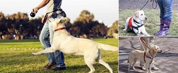 拉布拉多犬的介绍和训练的方法
