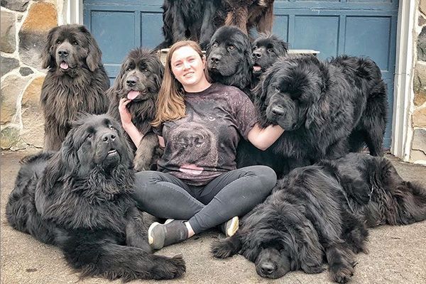 纽芬兰犬没有攻击性