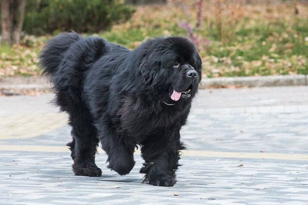 纽芬兰犬禁养