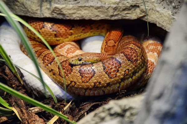 Cómo comprar una serpiente del maíz
