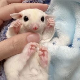 飞鼠小蜜