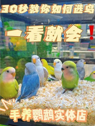 津汇童趣宠物店:30秒小白变同行#天津 #手养鹦鹉