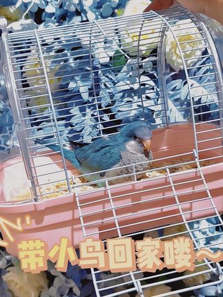 津汇童趣宠物店:给粉丝选一只最亲人的小鸟 上手自己选选才知道哪只最有缘分呦#手养鹦鹉 #和尚鹦鹉 #天津鹦鹉 #北京鹦鹉 #西安鹦鹉