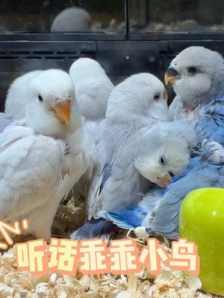 津汇童趣宠物店:手养到小鸟好听话啊 小朋友最喜欢的小宠物#手养鹦鹉 #牡丹鹦鹉 #小朋友都爱看 #紫伊莎牡丹鹦鹉 #紫闪牡丹鹦鹉