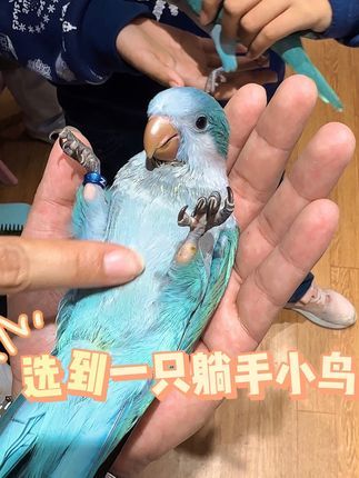 津汇童趣宠物店:小鸟投降了 你喜欢乖的还是皮的?#手养鹦鹉 #和尚鹦鹉 #天津鹦鹉 #北京鹦鹉 #躺手鹦鹉