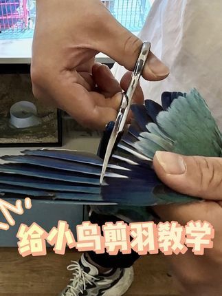 津汇童趣宠物店:剪羽教学 今天给蓝和尚鹦鹉剪一下飞羽#剪羽 #和尚鹦鹉 #天津鹦鹉 #北京鹦鹉 #手养鹦鹉