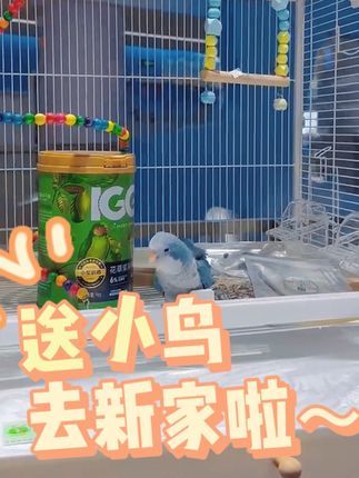 津汇童趣宠物店:送小鸟去新家啦~ 没时间 怕喂奶不方便的可以选择断奶的小鸟#手养鹦鹉 #和尚鹦鹉 #天津鹦鹉 #北京鹦鹉 #蓝和尚