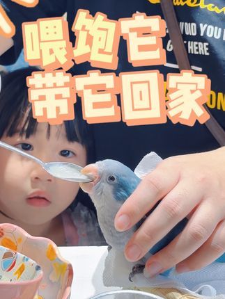 津汇童趣宠物店:喂饱它,带它回家! 小朋友都喜欢的蓝胖子!#手养鹦鹉 #和尚鹦鹉#天津鹦鹉#北京鹦鹉 #小朋友都爱看