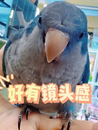 津汇童趣宠物店:好有镜头感的小鸟 好有镜头感的小鸟~#手养鹦鹉 #天津鹦鹉 #北京鹦鹉 #和尚鹦鹉 #蓝和尚鹦鹉