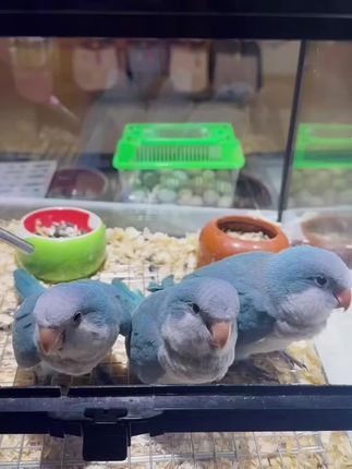 津汇童趣宠物店:蓝胖子 好可爱的蓝胖子#手养鹦鹉 #和尚鹦鹉 #天津鹦鹉 #北京鹦鹉 #鹦鹉