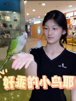 津汇童趣宠物店:好乖的小鸟啊! 你知道如何教鹦鹉说话了吗?#手养鹦鹉 #和尚鹦鹉 #小朋友都爱看 #京津冀