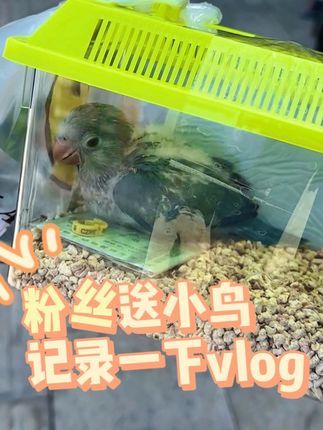 津汇童趣宠物店:给粉丝送小鸟vlog 京津冀一般3-4小时到家#手养鹦鹉 #蓝和尚鹦鹉 #带标识合法鹦鹉 #小朋友都爱看 #会说话的鹦鹉