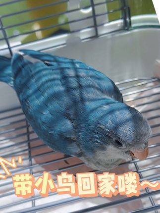津汇童趣宠物店:蓝色的小胖鸟 带小鸟去新家吧~#手养鹦鹉 #和尚鹦鹉 #京津冀 #小朋友都爱看 #天津鹦鹉实体店