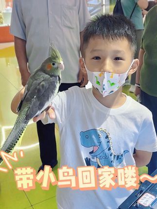 津汇童趣宠物店:在天津获得一只酷酷的玄凤鹦鹉 原始灰玄凤鹦鹉 #手养玄凤 #玄凤鹦鹉 #天津玄凤鹦鹉 #原始灰玄凤鹦鹉 #小朋友都爱看