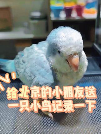 津汇童趣宠物店:给粉丝送一只小鸟去新家记录一下 和尚鹦鹉圆圆呆呆的小朋友都喜欢#手养鹦鹉 #和尚鹦鹉 #蓝银丝和尚 #小朋友都爱看 #京津冀