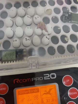 啊涛宠物经营部:可惜没能看到你破壳全过程#鹦鹉鹦鹉萌萌哒逗鹦鹉 小旋风#手养鸟 #鹦鹉 #神奇动物在抖音