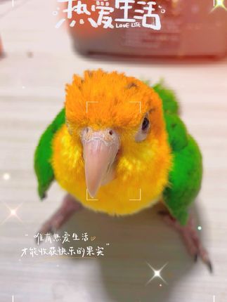啊涛宠物经营部:断奶是真难,等着饿一天吧。大胖子#萌宠出道计划 #鹦鹉鹦鹉萌萌哒逗鹦鹉 #鹦鹉 #动物的迷惑行为